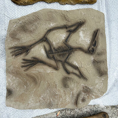 buy Natural History Museum Dinosaur Specimen Exhibition Fossil Bone Replica online manufacture