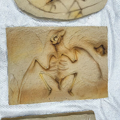 acheter Réplique réaliste de squelette d'oeuf de dinosaure de simulation de musée en fibre de verre online manufacture