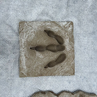 comprare Replica artificiale Museo Scheletro standard di dinosauro Modello di scheletro fossile Replica online manufacture